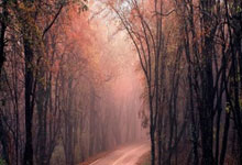 Gate 关于支持 Cornucopias (COPI) 到 Infinity Rising (RISE) 代币迁移的公告